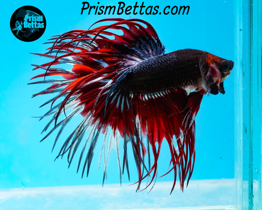 Red Devil Marble Crowntail Male