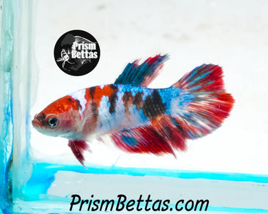 Marble Halfmoon Female Buy 4 Get 1 Free