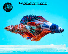 Load image into Gallery viewer, Rainbow Marble Halfmoon Male