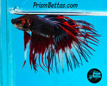 Load image into Gallery viewer, Red Devil Marble Crowntail Male