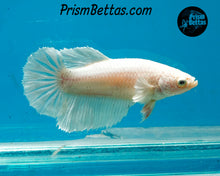 Load image into Gallery viewer, White Halfmoon Female