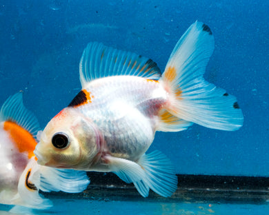 Tricolor Monster Oranda Male (3 inches). Imported from Thailand