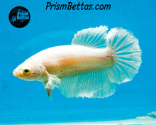 Load image into Gallery viewer, White Halfmoon Female