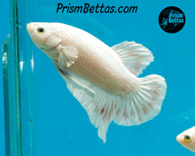 Load image into Gallery viewer, White Halfmoon Plakat Male
