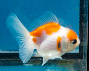 Sakaru Monster Oranda Male (2.5 inches). Imported from Thailand