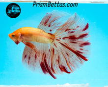 Load image into Gallery viewer, Dalmatian Halfmoon Male