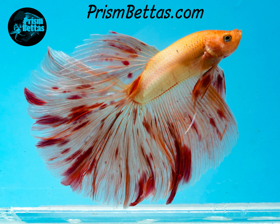 Dalmatian Halfmoon Male