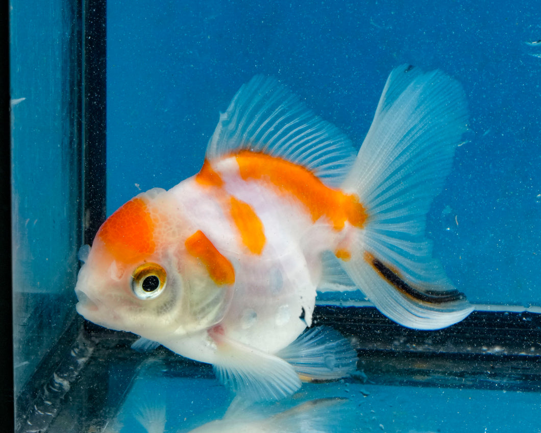 Sakaru Monster Oranda Male (2.5 inches). Imported from Thailand