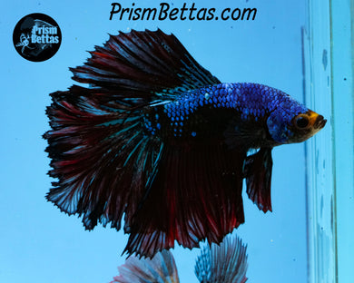 Marble Halfmoon Male
