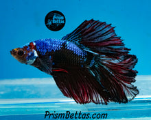 Load image into Gallery viewer, Marble Halfmoon Male