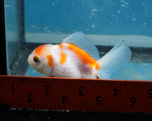 Sakaru Monster Oranda Male (2.5 inches). Imported from Thailand
