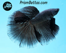 Load image into Gallery viewer, Melano Black Halfmoon Male