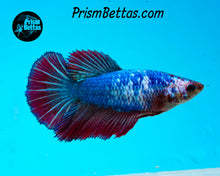 Load image into Gallery viewer, Marble Halfmoon Female