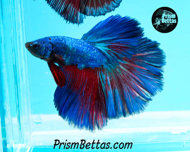 Superman Halfmoon Male