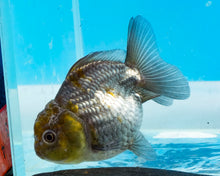 Load image into Gallery viewer, Blue Panda Godzilla Oranda (2.5-3.5 inches) Imported from Thailand