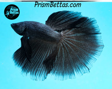 Melano Black Halfmoon Male
