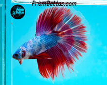 Load image into Gallery viewer, Marble Halfmoon Male