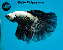 Load image into Gallery viewer, Black Dragon Halfmoon Male