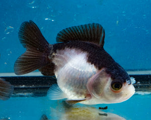 Panda Monster Oranda Male (3 inches). Imported from Thailand