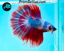 Load image into Gallery viewer, Marble Halfmoon Male