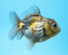 Load image into Gallery viewer, Blue Panda Godzilla Oranda (2.5-3.5 inches) Imported from Thailand