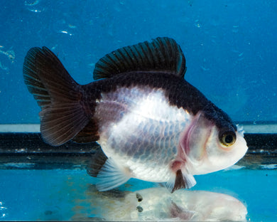 Panda Monster Oranda Male (3 inches). Imported from Thailand
