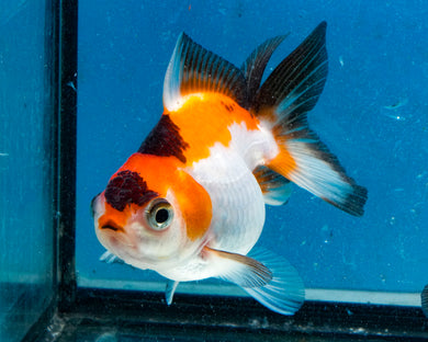 Tricolor Monster Oranda Male (3.25 inches). Imported from Thailand