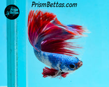 Load image into Gallery viewer, Marble Halfmoon Male