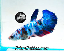 Load image into Gallery viewer, Marble Halfmoon Female Buy 4 Get 1 Free