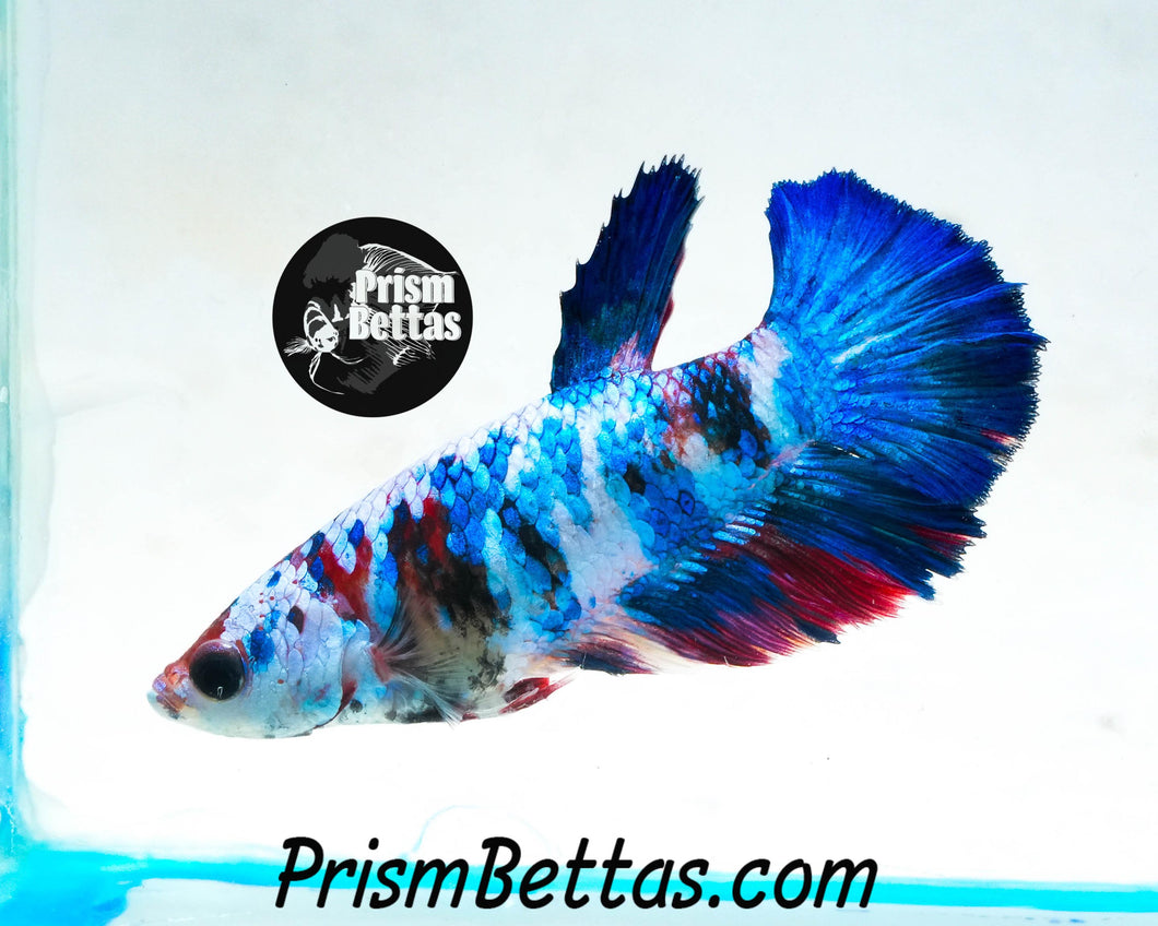 Marble Halfmoon Female Buy 4 Get 1 Free