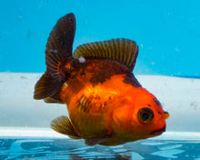Load image into Gallery viewer, Apache Godzilla Oranda (2.5-3.5 inches) Imported from Thailand