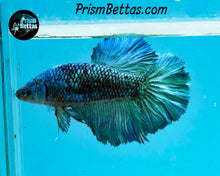 Load image into Gallery viewer, Turquoise Marble Halfmoon Female