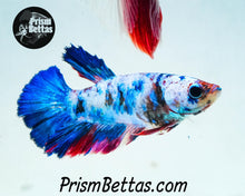 Load image into Gallery viewer, Marble Halfmoon Female Buy 4 Get 1 Free