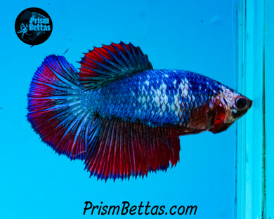 Marble Halfmoon Female