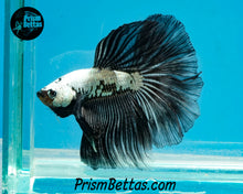 Load image into Gallery viewer, Black Dragon Halfmoon Male