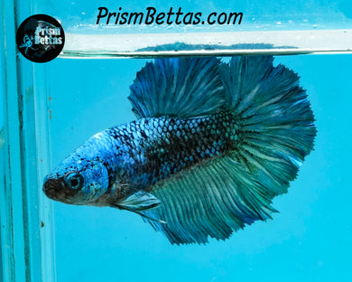 Turquoise Marble Halfmoon Female