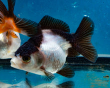 Load image into Gallery viewer, Panda Monster Oranda Male (3 inches). Imported from Thailand