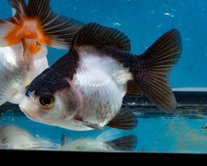 Panda Monster Oranda Male (3 inches). Imported from Thailand