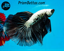 Load image into Gallery viewer, Black Dragon Halfmoon Male