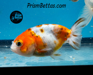 Calico Ranchu Goldfish Male (2.5 +/- in)