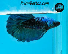 Load image into Gallery viewer, Turquoise Marble Halfmoon Female