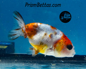 Calico Ranchu Goldfish Male (2.5 +/- in)