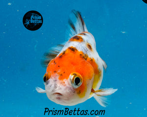 Calico Ranchu Goldfish Male (2.5 +/- in)