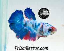 Load image into Gallery viewer, Marble Halfmoon Female Buy 4 Get 1 Free