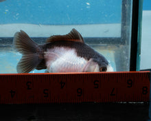 Load image into Gallery viewer, Panda Monster Oranda Male (3 inches). Imported from Thailand