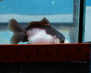 Panda Monster Oranda Male (3 inches). Imported from Thailand