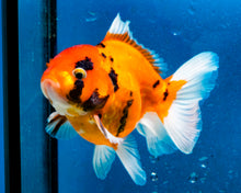 Load image into Gallery viewer, Tiger Calico Oranda Male (3.5 inches). Imported from Thailand