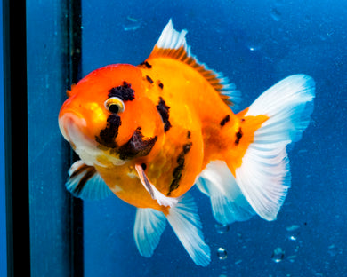 Tiger Calico Oranda Male (3.5 inches). Imported from Thailand