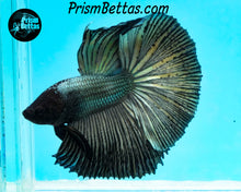 Load image into Gallery viewer, Copper Halfmoon Male