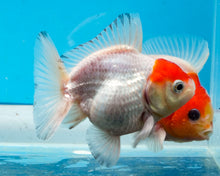 Load image into Gallery viewer, Redcapped Godzilla Oranda (2.5-3.5 inches) Imported from Thailand